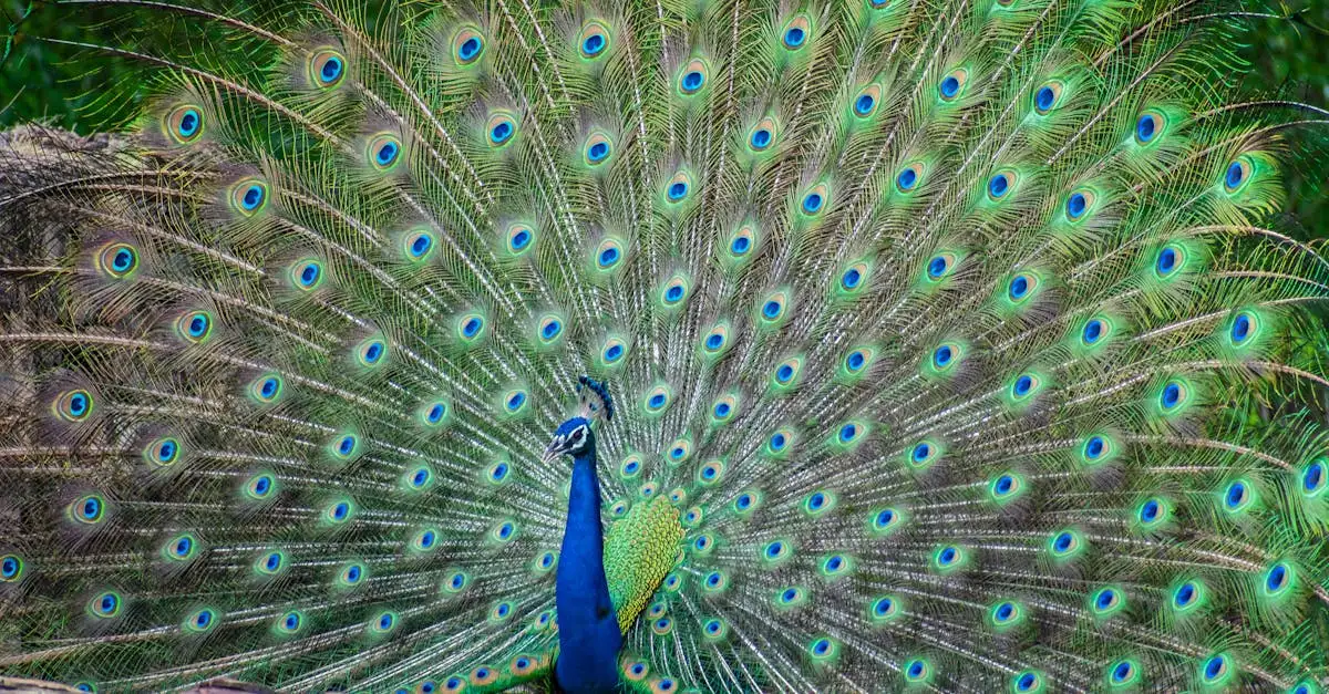 Indien fakten