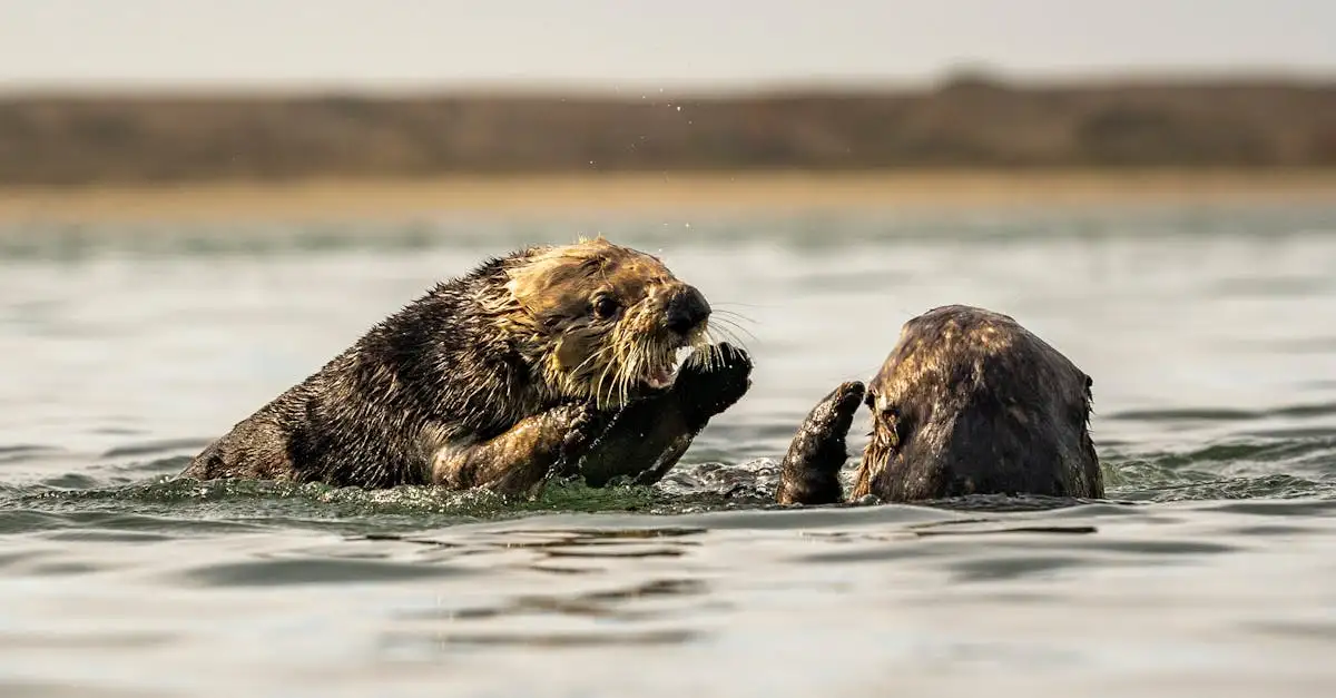 Spannende Fakten über Otter: Lebensweise und Verhalten